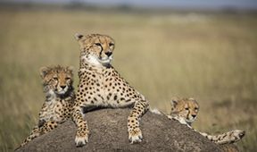 David Attenborough: Lov (4)