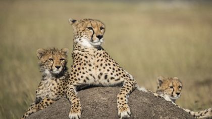 David Attenborough: Lov (4)