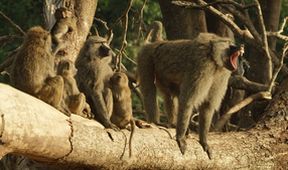 Serengeti III, Zázračná planeta (2/6)