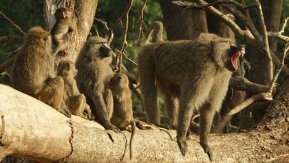 Serengeti III, Zázračná planeta (2/6)