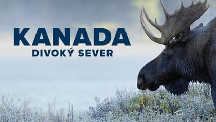 Kanada - divoký sever
