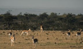 Soužití lidí a zvířat na jedné planetě (3)