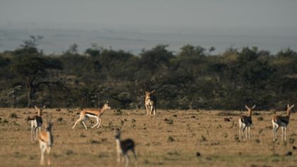 Soužití lidí a zvířat na jedné planetě (3)