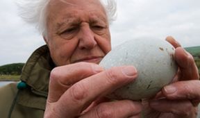David Attenborough - Zázrak jménem vejce
