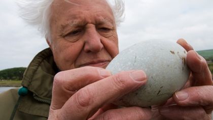 David Attenborough - Zázrak jménem vejce