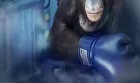 Oči orangutana