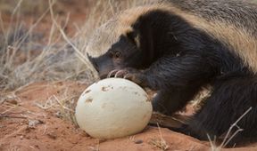 David Attenborough: Lov (5)
