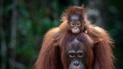 Oči orangutana