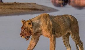 Titáni afrických řek