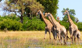 Velkolepá Afrika (4)