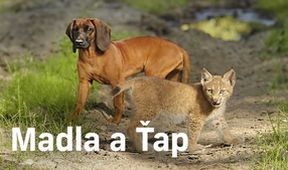 Madla a Ťap