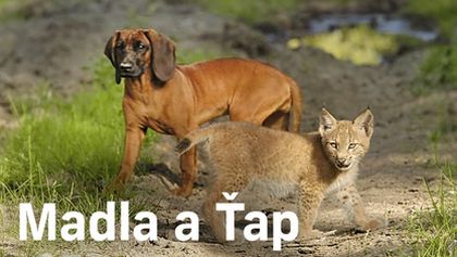 Madla a Ťap