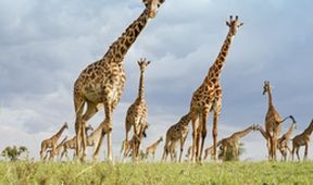 Serengeti III, Zázračná planeta (3/6)