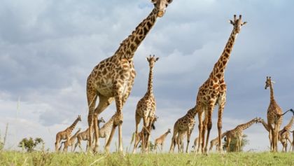 Serengeti III, Zázračná planeta (3/6)