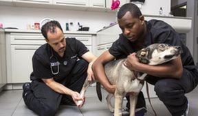Život veterináře III (1)