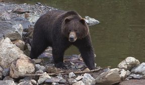 Znovuzrozená divočina Skalnatých hor: Od Yellowstonu k Yukonu (1/4)
