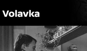 Volavka
