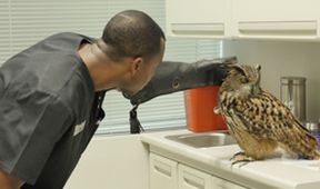 Život veterináře III (1)