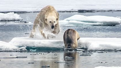 David Attenborough: Lov (4)