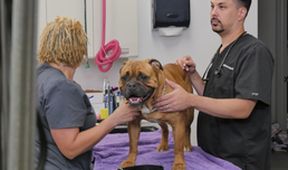 Život veterináře (4)
