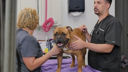 Život veterináře (4)