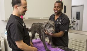 Život veterináře III (2)