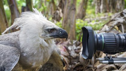 David Attenborough: Lov (1)