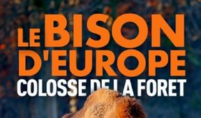 Zubor: Európsky bizón