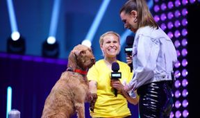 Top Dog Germany - Der beste Hund Deutschlands