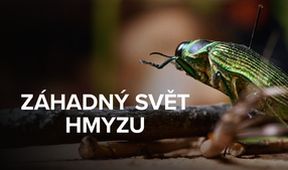 Záhadný svět hmyzu