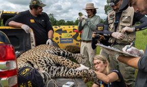 Projekt jaguár (4)