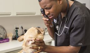 Život veterináře II (1)