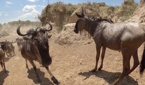 Serengeti III, Zázračná planeta (5/6)