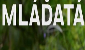 Mláďatá