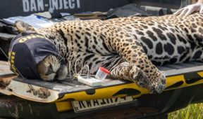 Projekt jaguár (3)