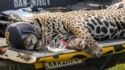 Projekt jaguár (3)
