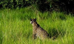 Projekt jaguár (5)
