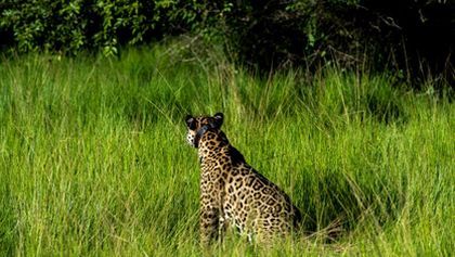 Projekt jaguár (5)