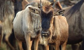 Serengeti III, Zázračná planeta (6/6)