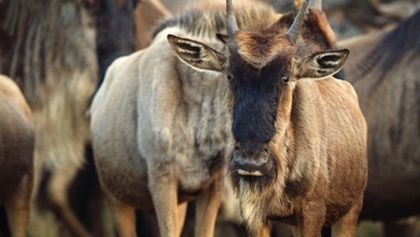 Serengeti III, Zázračná planeta (6/6)