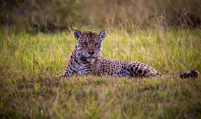 Projekt jaguár (3)