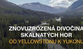 Znovuzrozená divočina Skalnatých hor: Od Yellowstonu k Yukonu (2/4)