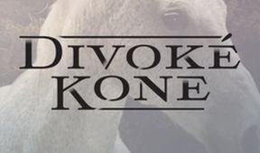 Divoké koně (19)