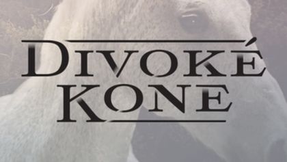 Divoké koně (19)