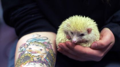 Veterinář z vysočiny (6)