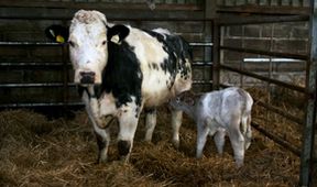 Veterinář z vysočiny (2)