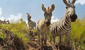 Serengeti III, Zázračná planeta (4/6)