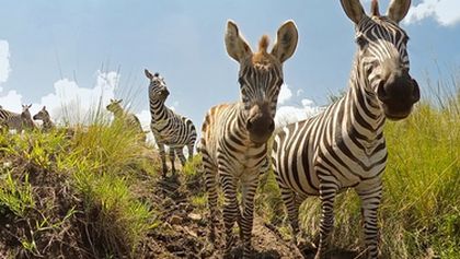 Serengeti III, Zázračná planeta (4/6)