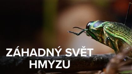 Záhadný svět hmyzu