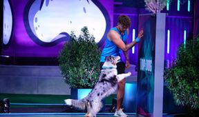 Top Dog Germany - Der beste Hund Deutschlands